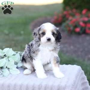 Jaxx, Cavapoo Puppy